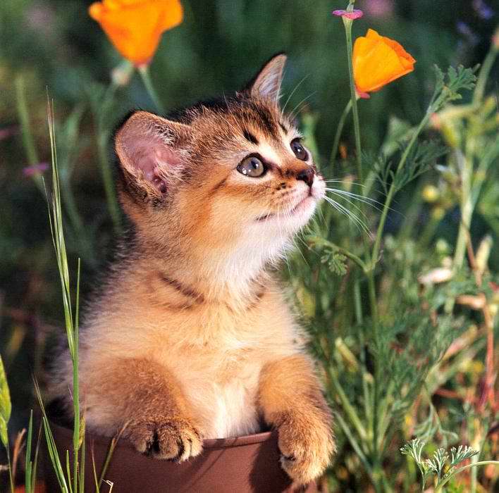 Gatti (3)